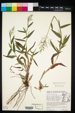 Dichanthelium scoparium image