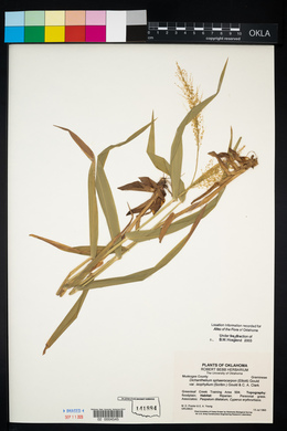 Dichanthelium polyanthes image