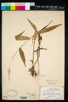 Dichanthelium polyanthes image