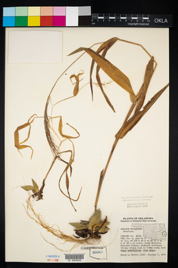 Dichanthelium polyanthes image