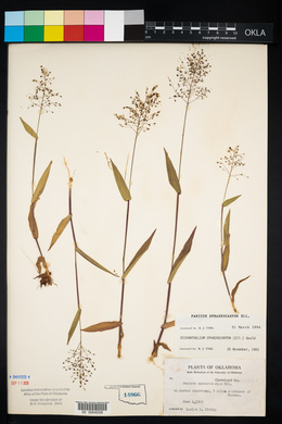 Panicum sphaerocarpon image