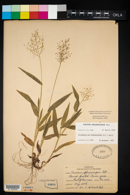 Panicum sphaerocarpon image