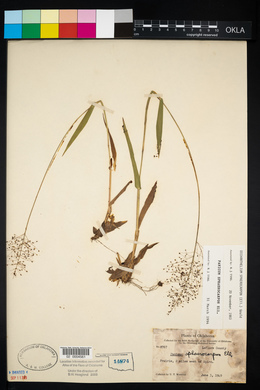 Panicum sphaerocarpon image