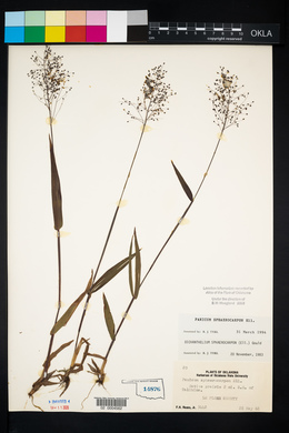 Panicum sphaerocarpon image