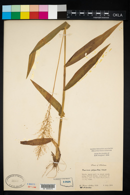 Dichanthelium polyanthes image