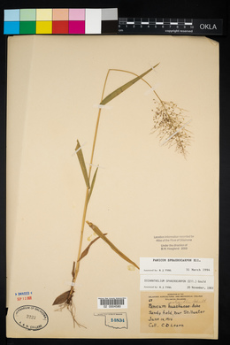 Panicum sphaerocarpon image