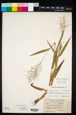 Panicum sphaerocarpon image