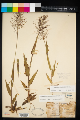 Panicum sphaerocarpon image