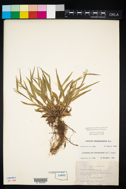 Panicum sphaerocarpon image