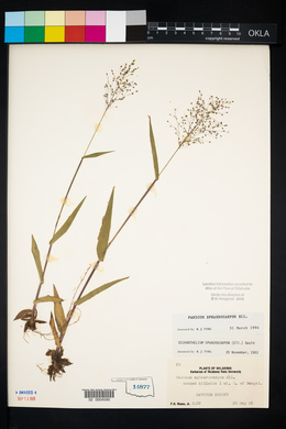 Panicum sphaerocarpon image