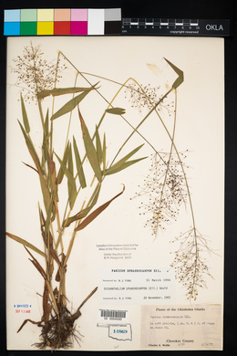 Panicum sphaerocarpon image