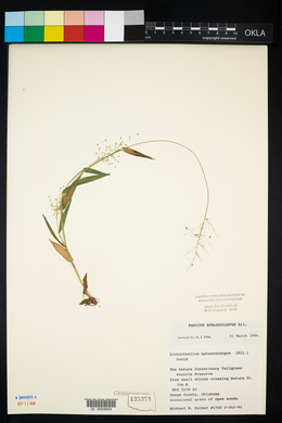 Panicum sphaerocarpon image