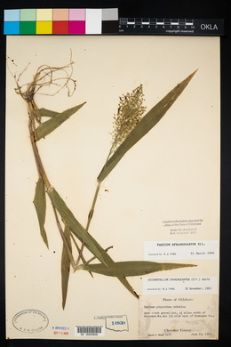 Panicum sphaerocarpon image