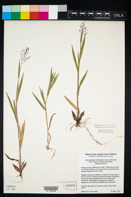 Dichanthelium acuminatum subsp. acuminatum image