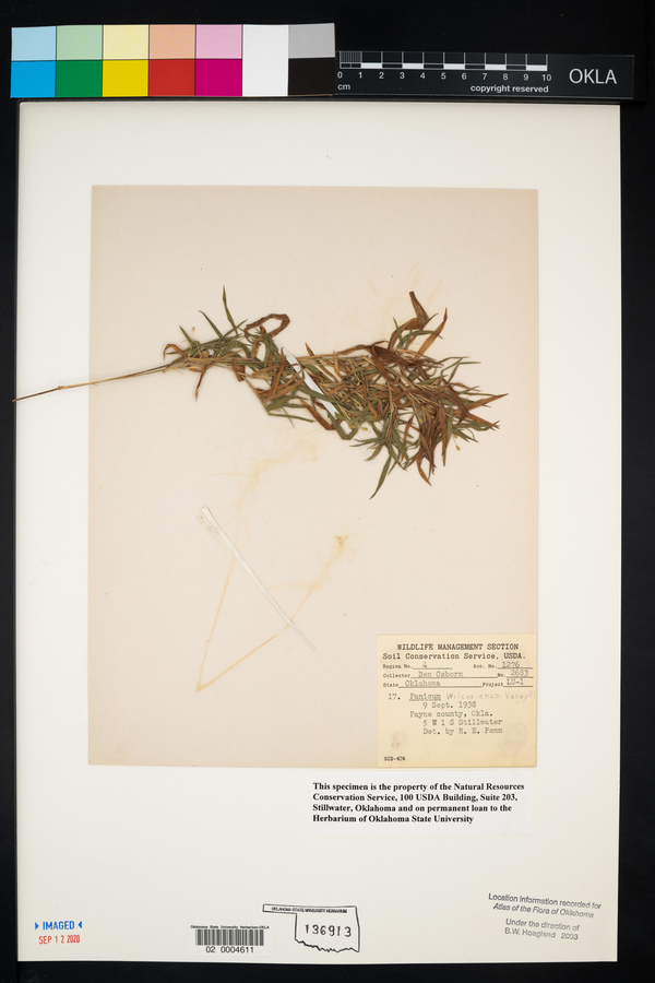 Dichanthelium wilcoxianum image