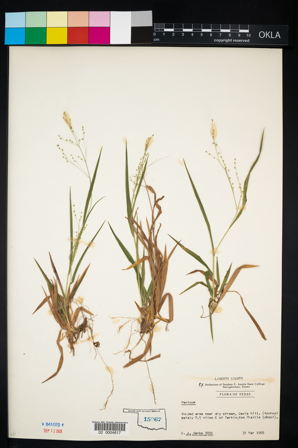 Paniceae image