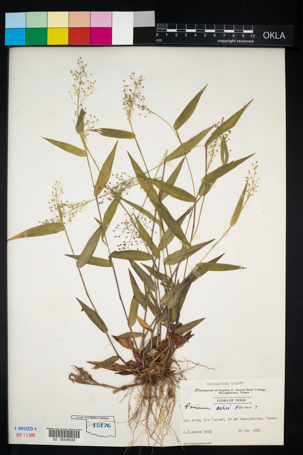 Panicum ashei image