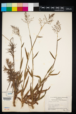 Dichanthelium acuminatum ssp. acuminatum image