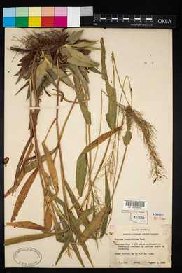 Panicum erectifolium image