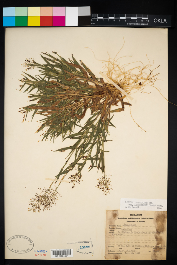 Panicum lindheimeri image