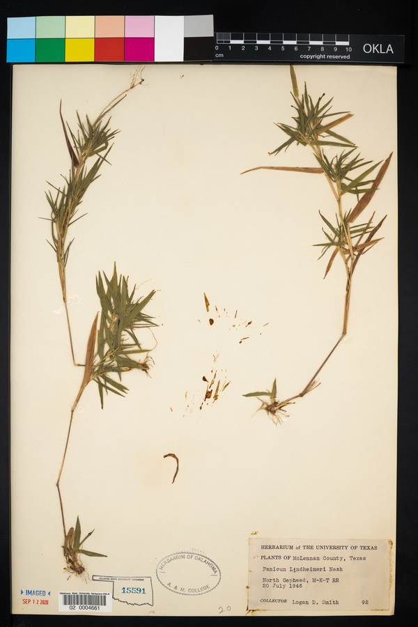 Panicum lindheimeri image