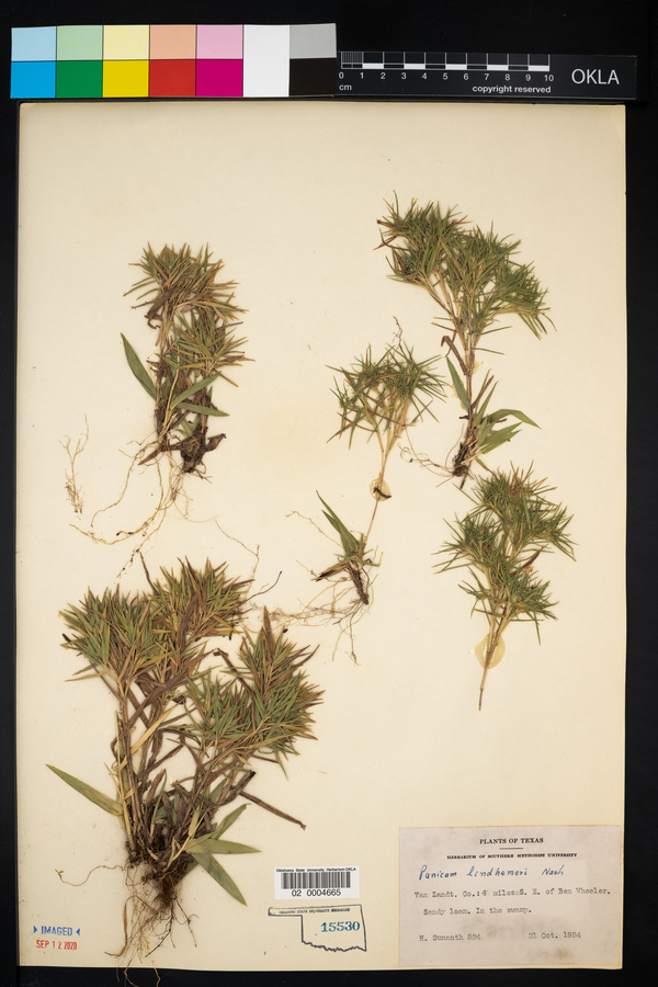 Panicum lindheimeri image