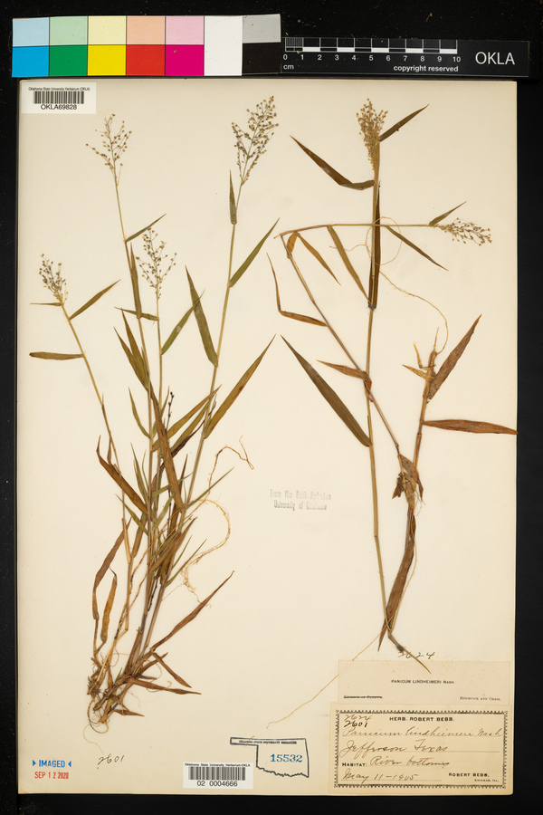 Panicum lindheimeri image