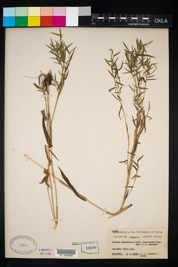 Panicum microcarpon image