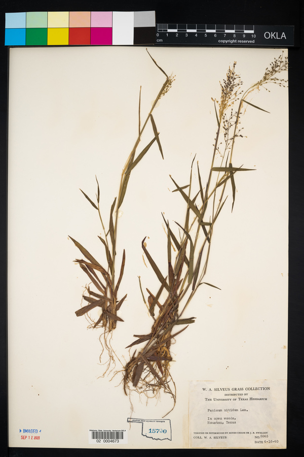 Panicum nitidum image