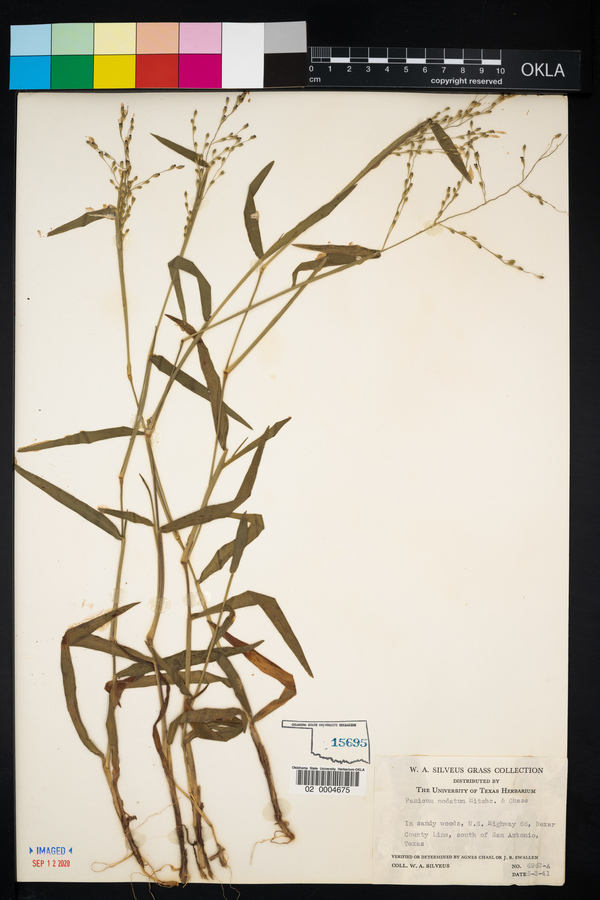 Panicum nodatum image