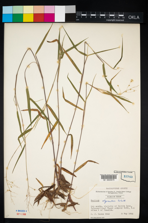 Dichanthelium oligosanthes image