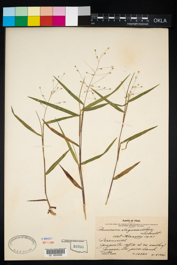 Dichanthelium oligosanthes image