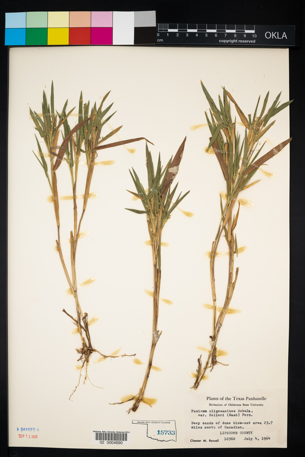 Dichanthelium oligosanthes image