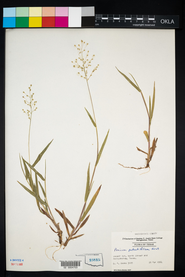 Panicum patentifolium image