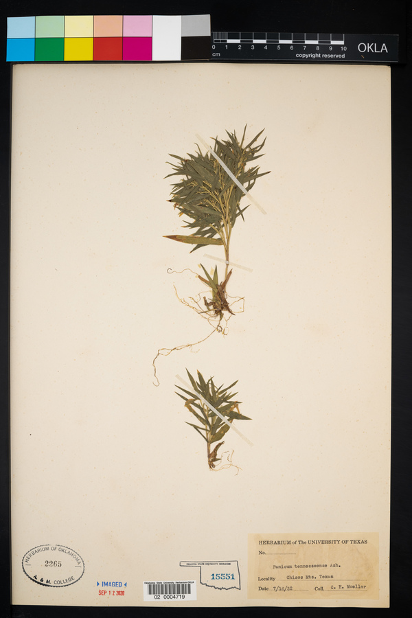 Dichanthelium acuminatum ssp. fasciculatum image