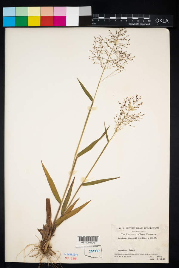 Panicum thurowii image