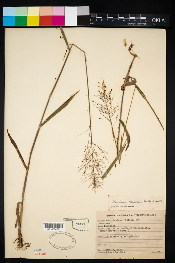 Panicum thurowii image