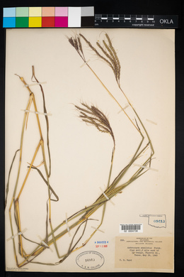 Dichanthium annulatum image