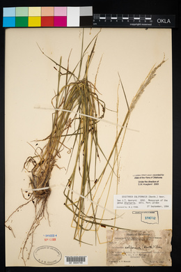 Digitaria californica image