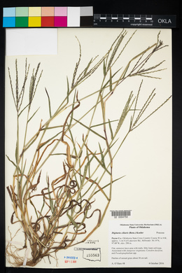 Digitaria ciliaris image