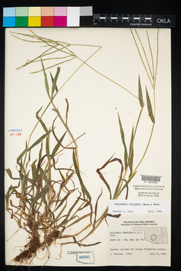 Digitaria ciliaris image