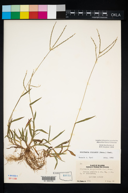 Digitaria ciliaris image