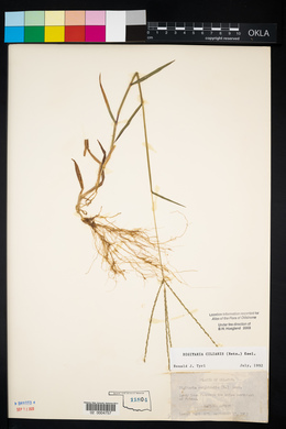 Digitaria ciliaris image