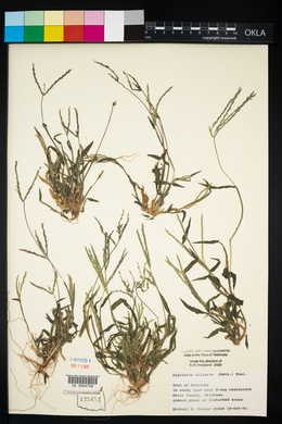 Digitaria ciliaris image