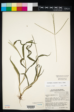 Digitaria ciliaris image