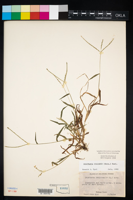 Digitaria ciliaris image