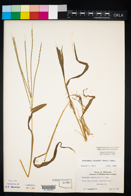 Digitaria ciliaris image