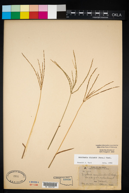 Digitaria ciliaris image