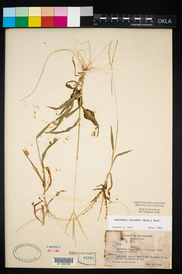 Digitaria ciliaris image