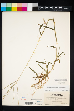 Digitaria ciliaris image